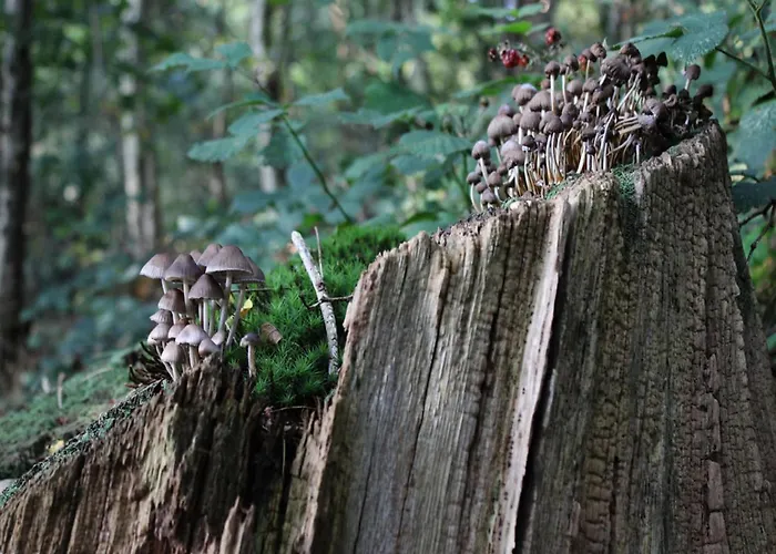 Semesterbostad In Near Veluwe